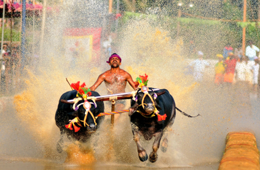 kambala bill passed
